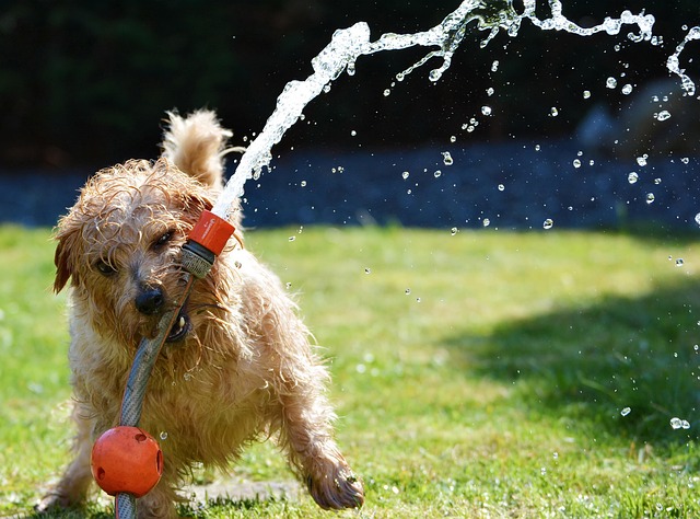Spaßige Spiele für deinen Hund im Garten