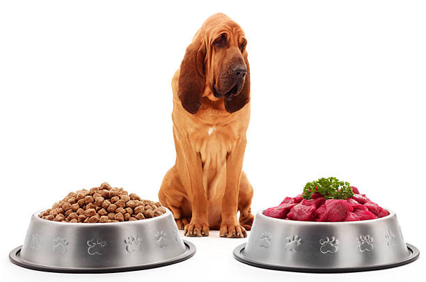Die Vorteile von hochwertigem Hundefutter